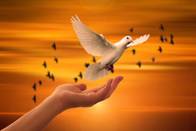 dove, freedom, nature-3426159.jpg